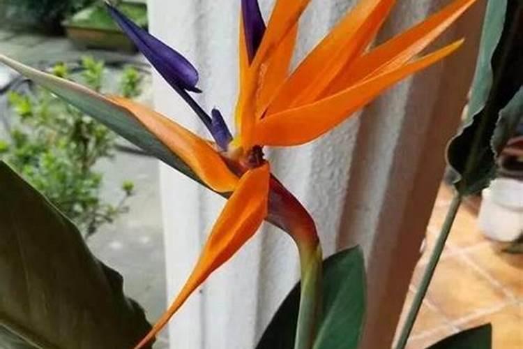 这是 什么植物a