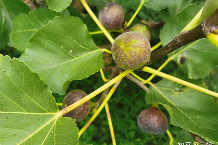 磷肥过多对绿萝的危害