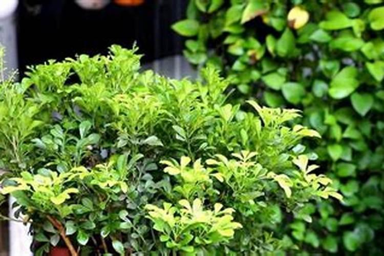 油菜苔几个月才可以采