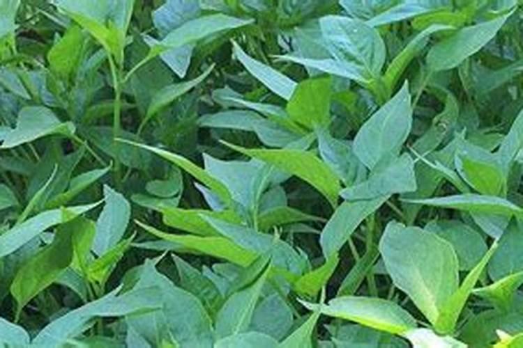 辣椒第一次追肥最佳时间