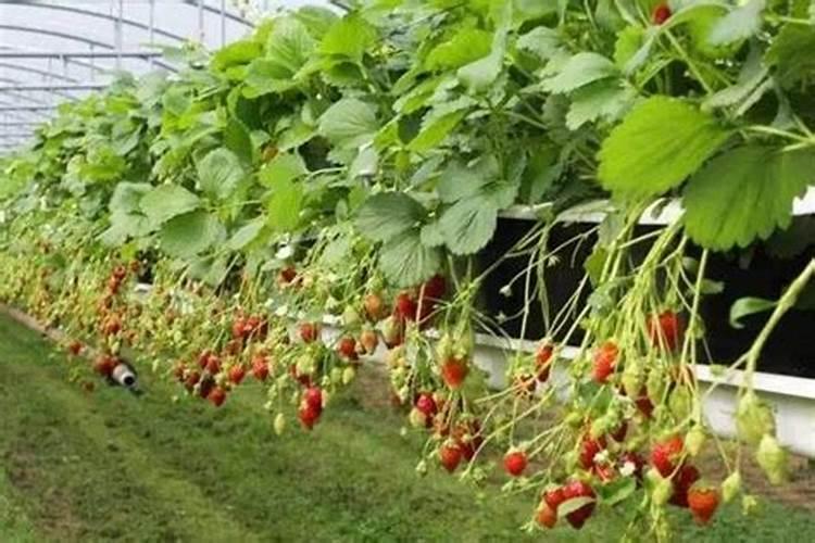 种菜用什么营养土好