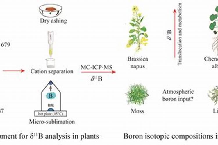 硼肥主要是座果还是膨果