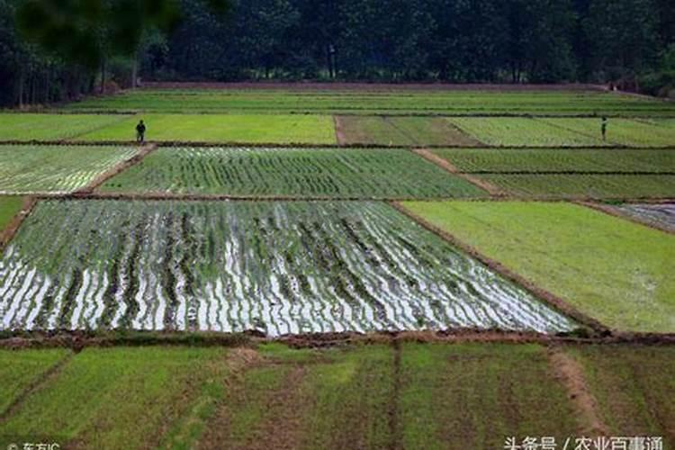 水溶肥浓度过高怎么补救