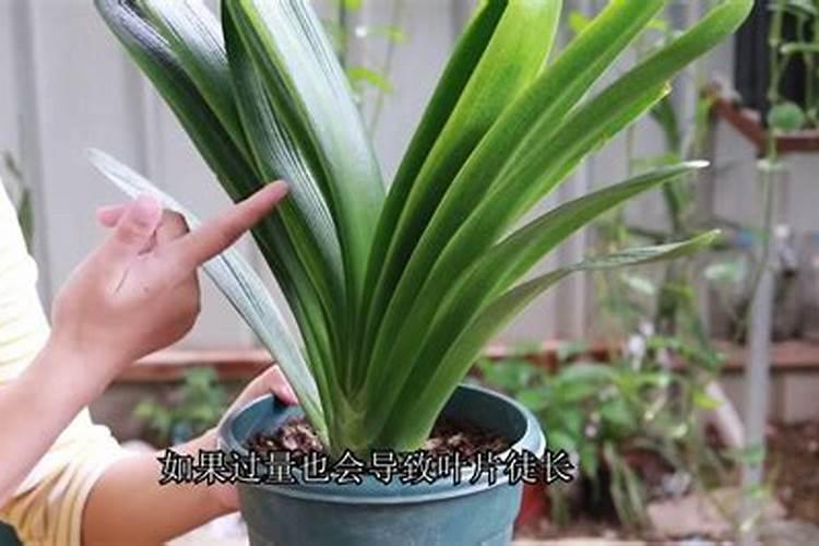 君子兰叶面肥怎么用