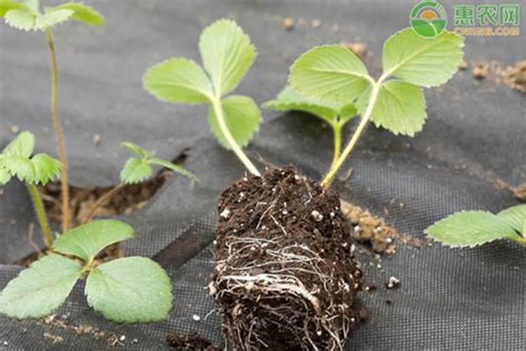 芸苔素内酯作用与功效和使用方法是什么？