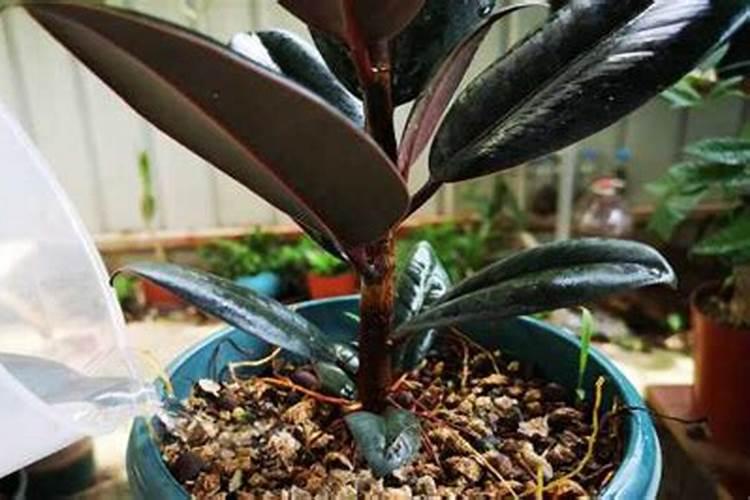 橡皮树多久浇一次水比较好(需要多浇水吗)