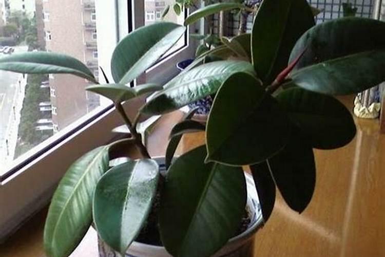 盆栽橡皮树怎么养,浇水适宜巧追肥