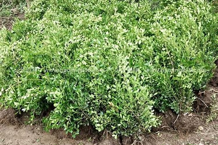 小叶黄杨盆景多久施肥 小叶黄杨盆景需施肥时间