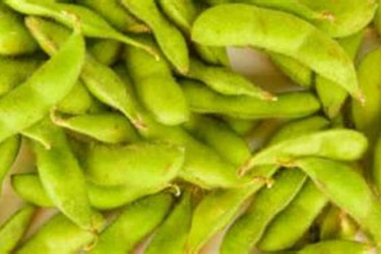 毛豆怎么种才能高产