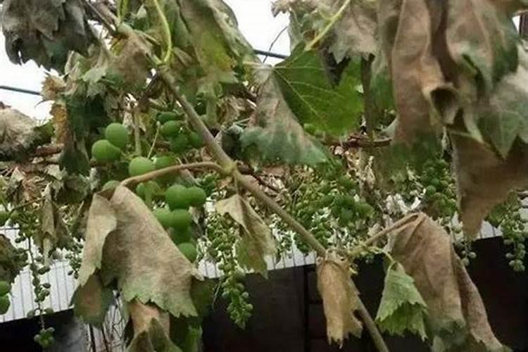 硫酸钾蒸发结晶采用什么工艺？