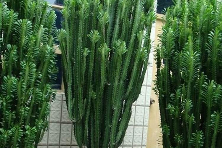 4种适合养在客厅的树是什么？