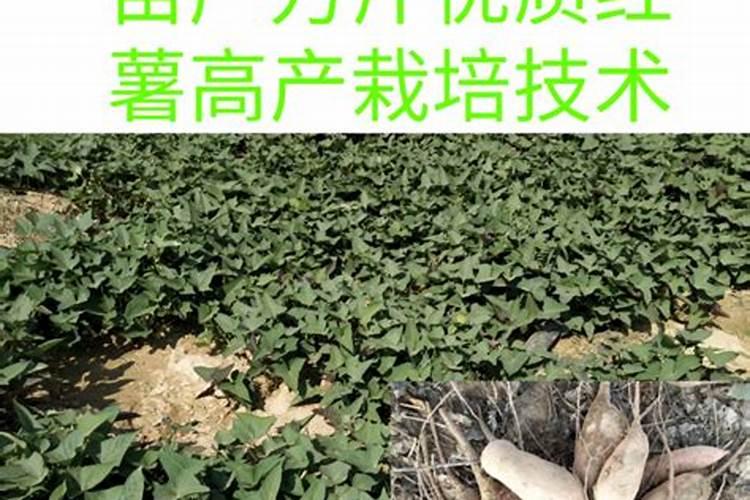 种红薯用什么肥料合适