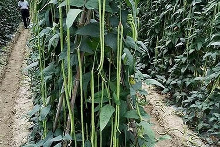 豆角种植怎样才能高产