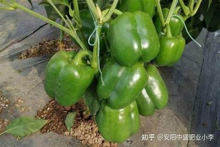 磷肥有几种哪种最好