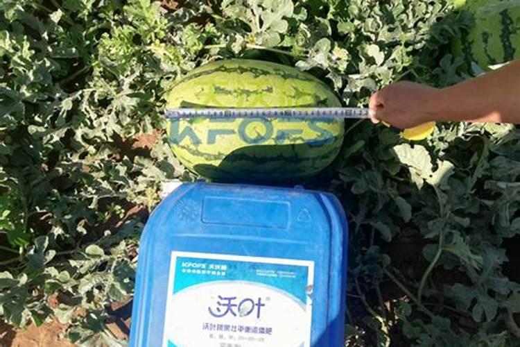 豌豆尖在采摘之后需要打药吗？打什么药比较好？