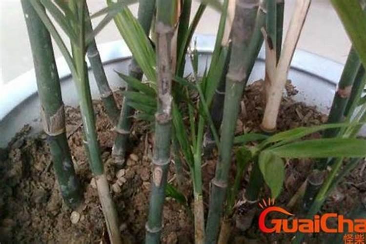 怎样种植竹子