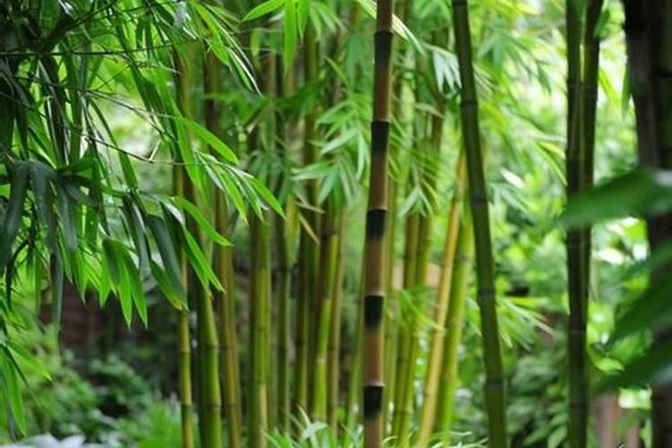 增瓜剂打多了有什么影响