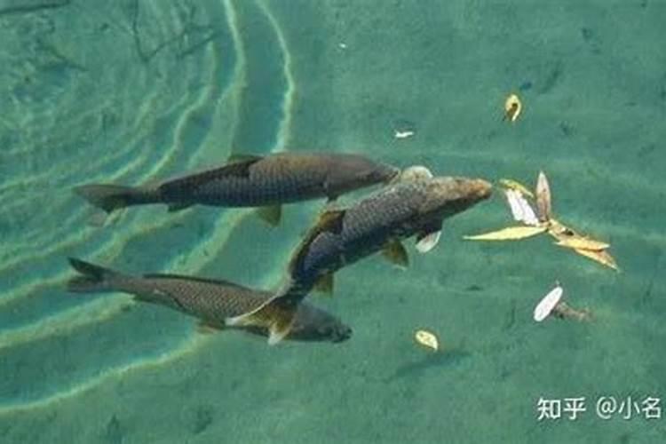 铁树的芽苞 没根怎么才能种活