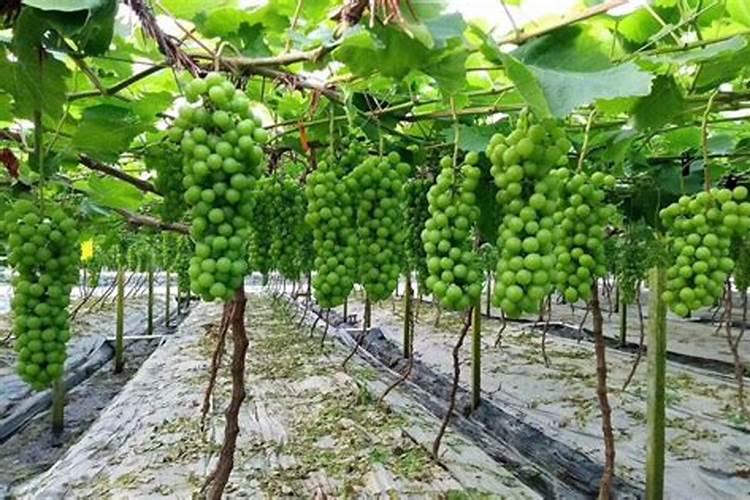 果实膨果上色,为什么要用高磷高钾类的肥料？