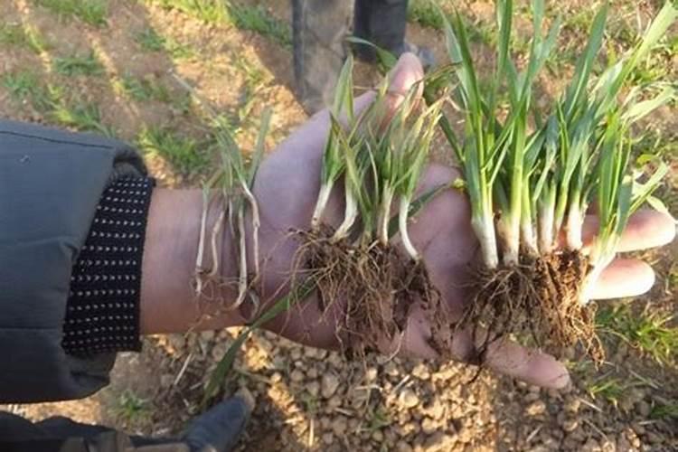 大棚小黄瓜刚晴天可以浇钙肥吗？