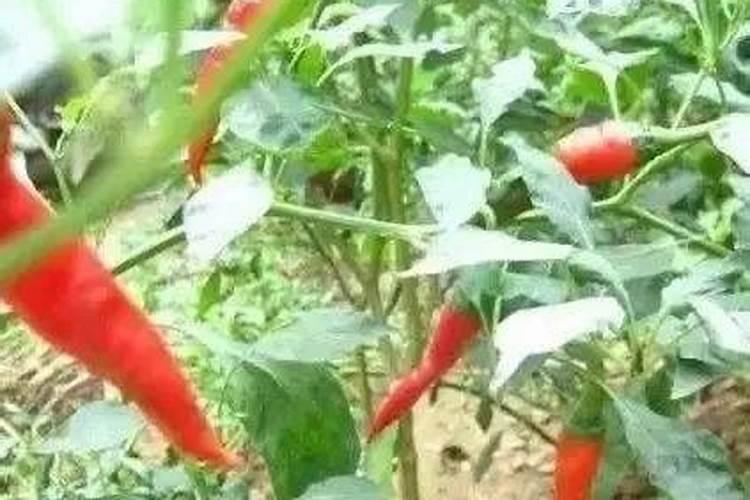 辣椒什么时候喷磷酸二氢钾
