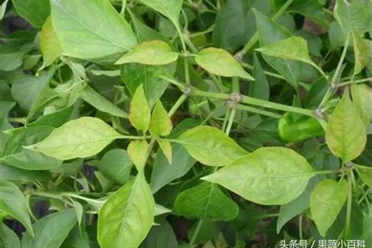 辣椒肥料过多烂根可以放水浇吗？