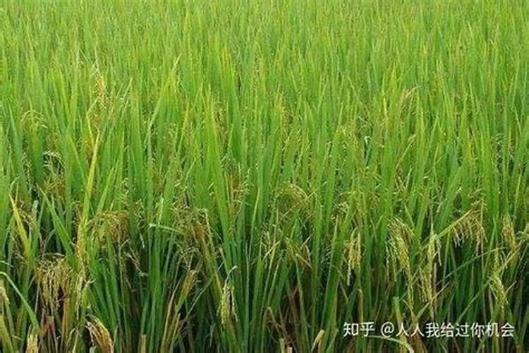 钙镁磷肥和过磷酸钙哪个好了？