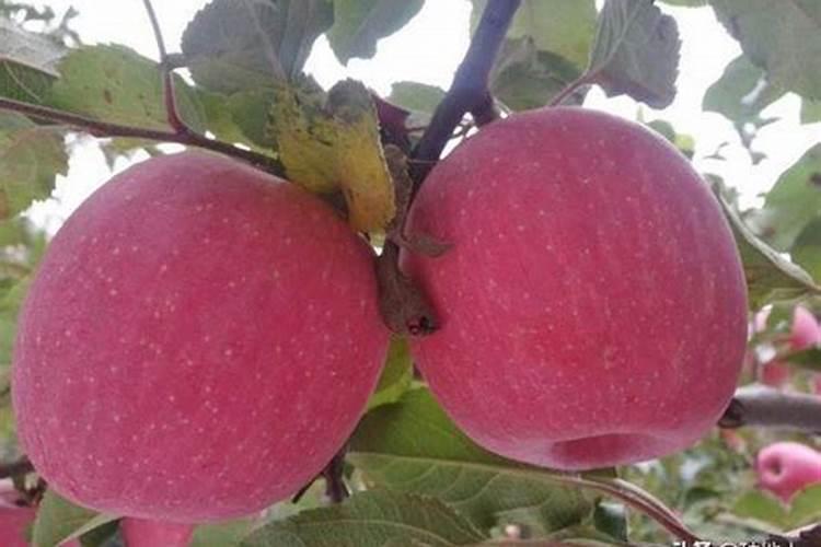 葡萄用什么肥料最好