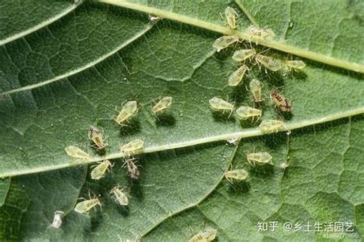 瓜果蔬菜叶面肥的正确使用方法(什么时候打叶面肥好)