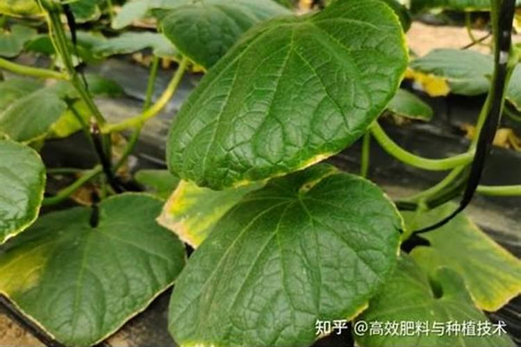 黄瓜结果期喷什么叶面肥结果多？黄瓜座果期用什么肥料产量高？