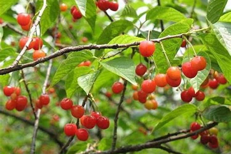 韭菜忌施哪些肥料 施什么肥长的好