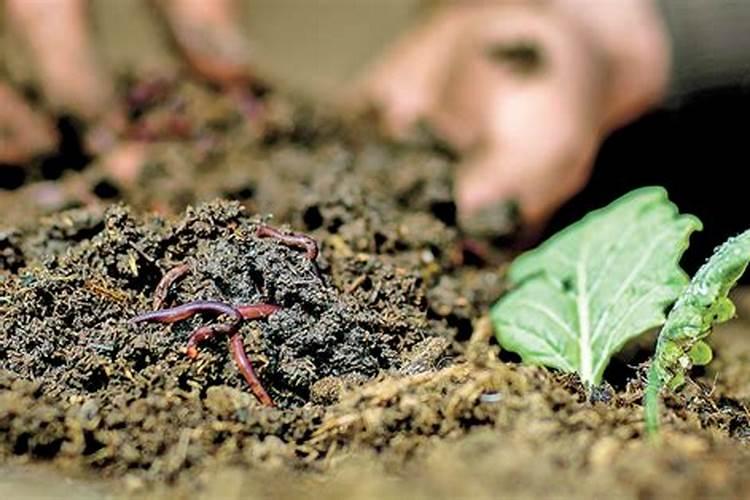 手边加点料芦笋疯长100米!