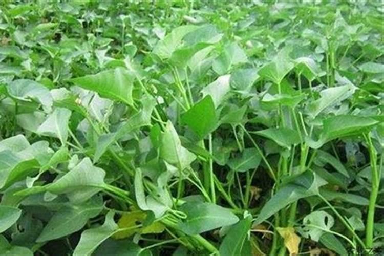 彩叶草施肥方法和注意事项