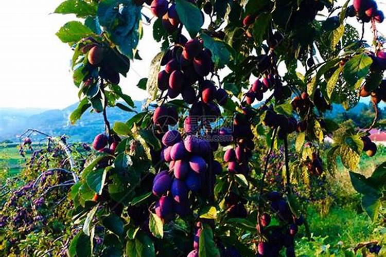 多肉可以施复合肥吗