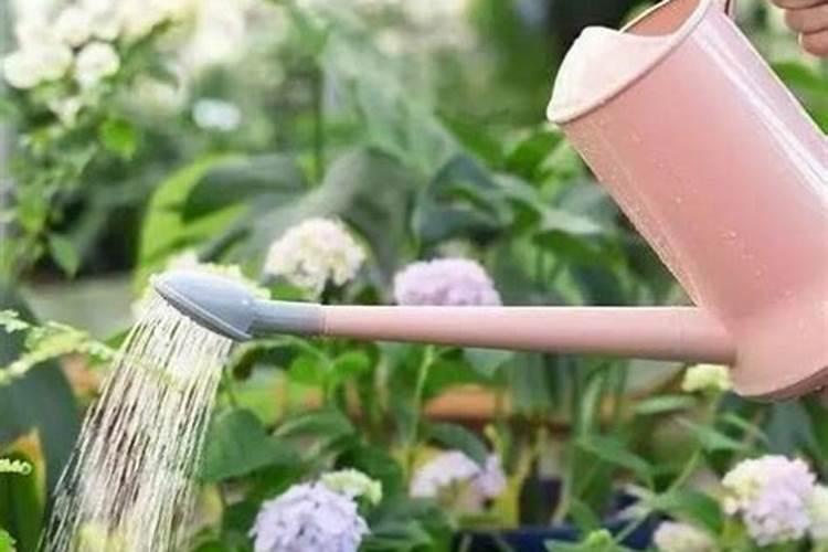 关于芦荟的观察日记