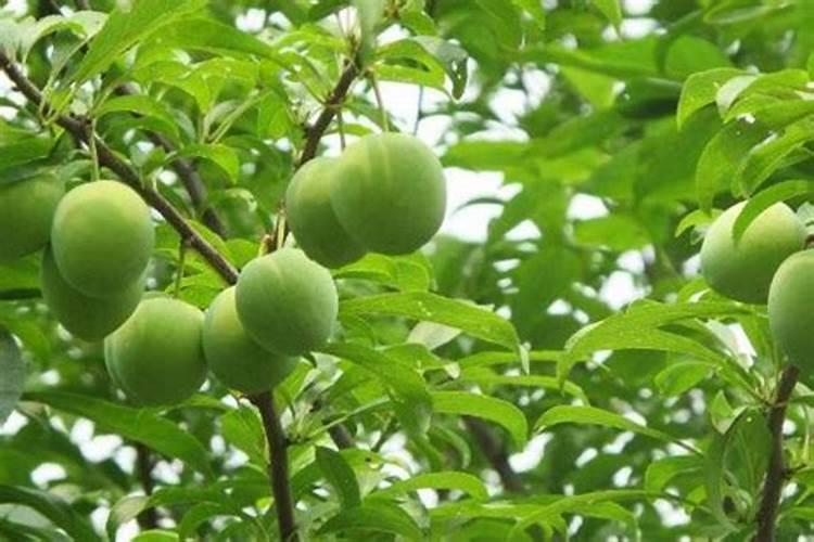 含氮高的肥料有哪些