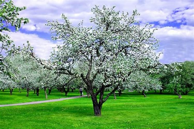 棉桃是什么东西