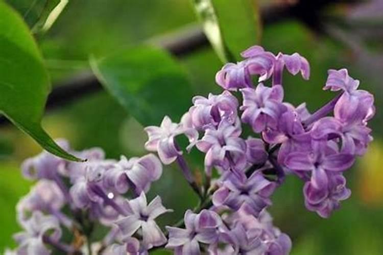 丁香花花期如何养护,什么时候开花