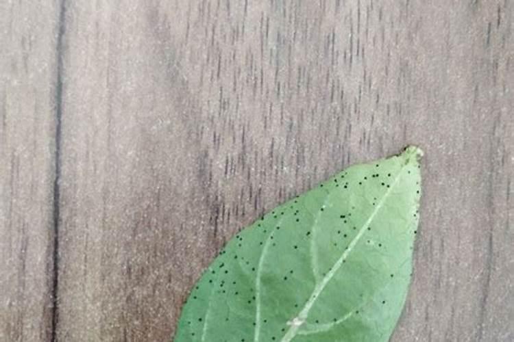 一氧化氮与氢氧化钙反应吗