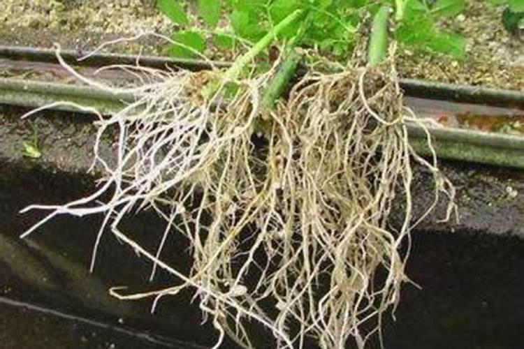 简述提高农田磷肥利用率的主要措施