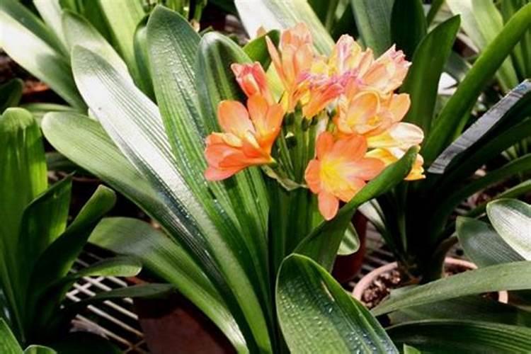 磷肥不溶于水怎样被植物吸收