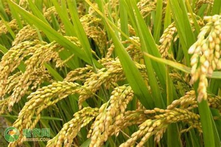 水稻稻黄金叶面肥十大排名品牌