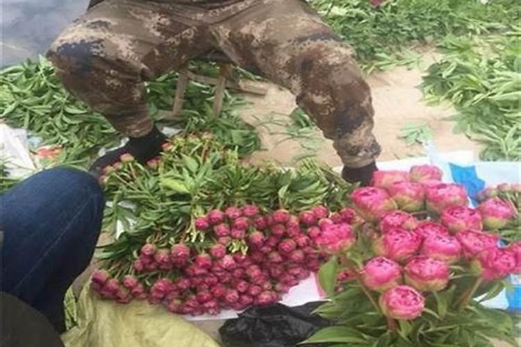 花开成束这些花比爆锅里的花好看多了