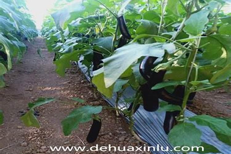 为什么作物偏施氮肥会减产？