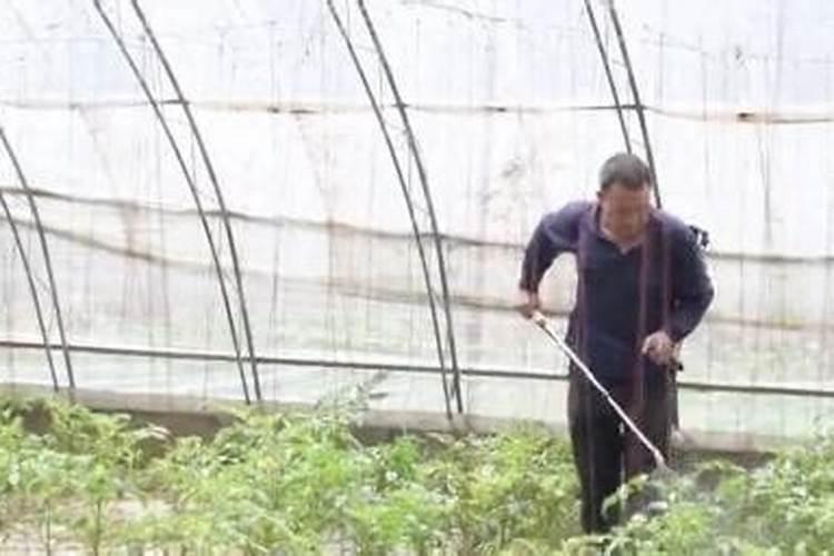 中药材高产可以用什么肥料呢？中药材用什么肥料长势好？