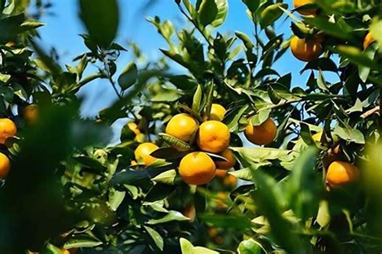 豆角喜欢什么肥料