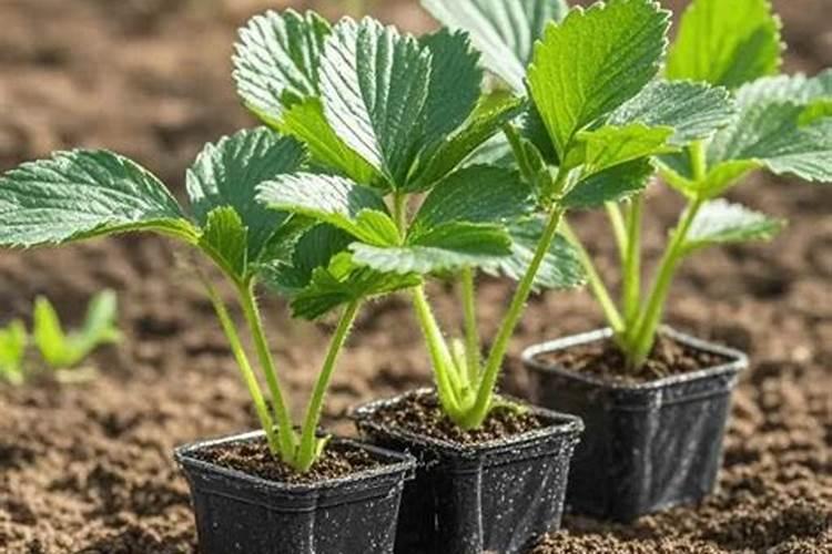 氯化钾可以做肥料吗