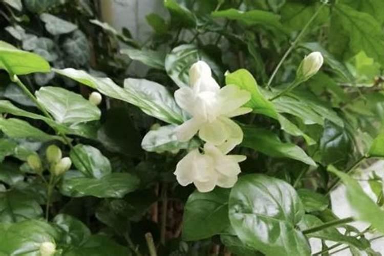 茉莉花施什么肥开花多