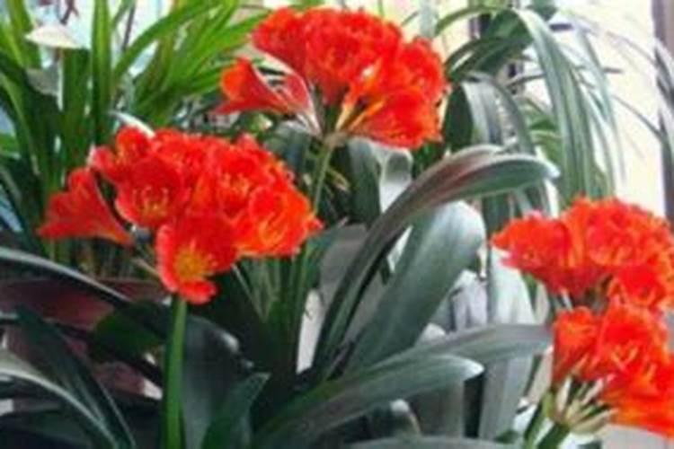 流体硼微量元素水溶肥的作用与功效