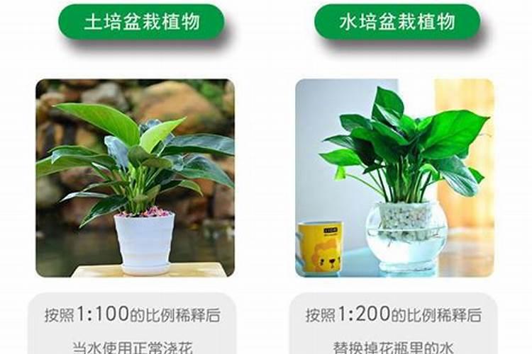 榨菜空心是什么原因养榨菜哪些是要注意的